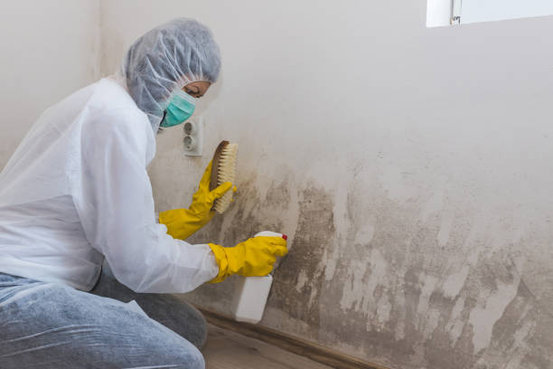 Best Attic Mold Removal  in Montclair State University, NJ