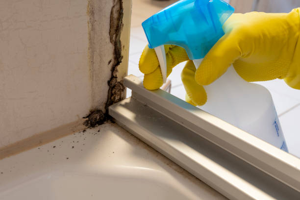 Best Affordable Mold Removal  in Montclair State University, NJ