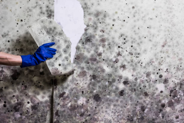  Montclair State University, NJ Mold Removal Pros