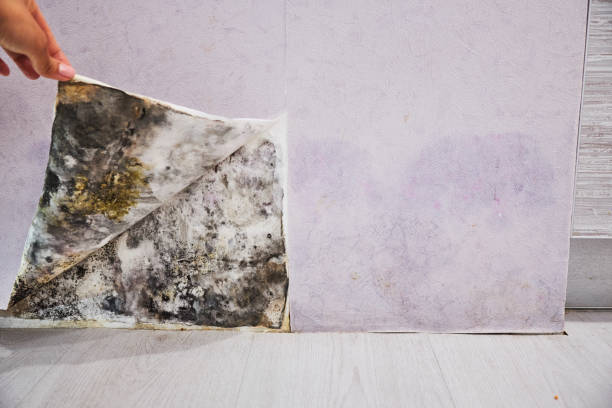 Best Mold Removal Near Me  in Montclair State University, NJ